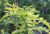 Tretorn Gleditsia triacanthos 'Sunburst' med gulgrønt fjersnitdelt løv
