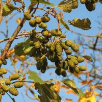 El - Alnus