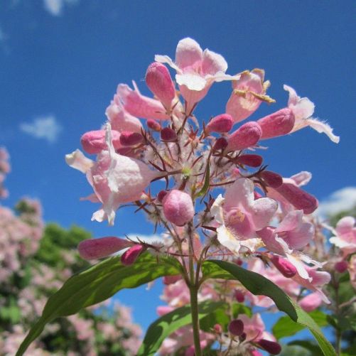 Dronningebusk Kolkwitzia amabilis 'Pink Cloud' i blomst med lyserøde klokker