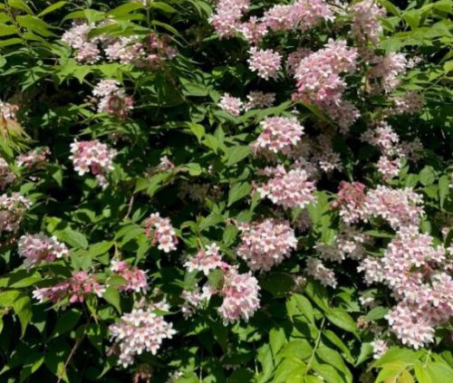 Dronningebusk Kolkwitzia amabilis 'Pink Cloud' i blomst med lyserøde klokker