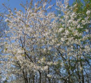 Fuglekirsebær - Prunus avium i blomst