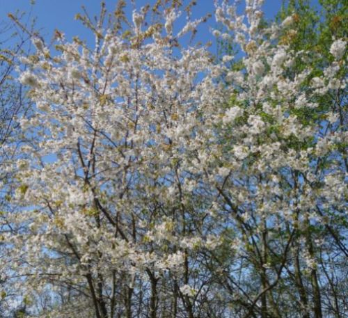 Fuglekirsebær - Prunus avium i blomst