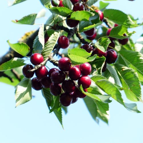 Fuglekirsebær - Prunus avium med bær