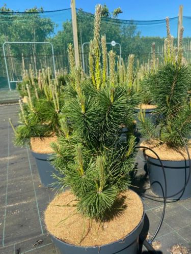 Fransk Bjergfyr - Pinus uncinata