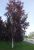 Rødbladet Dunbirk - Betula pubescens 'Rubra'