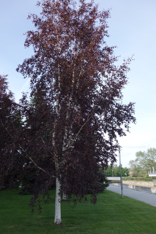 Rødbladet Dunbirk - Betula pubescens ´Rubra´ 175-200 cm