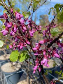 Alm. Judastræ, Cercis siliquastrum, med lyserøde blomster direkte på grenene