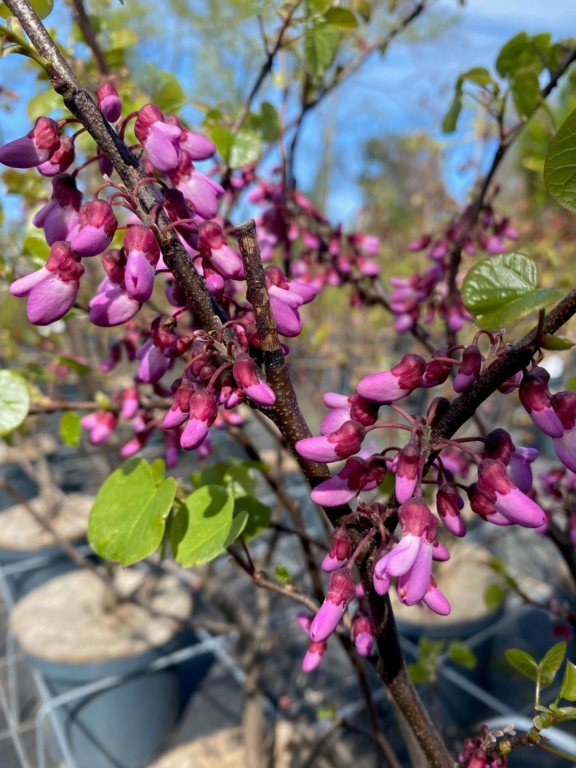 Alm. Judastræ - Cercis siliquastrum 80-100 cm, 12 liter