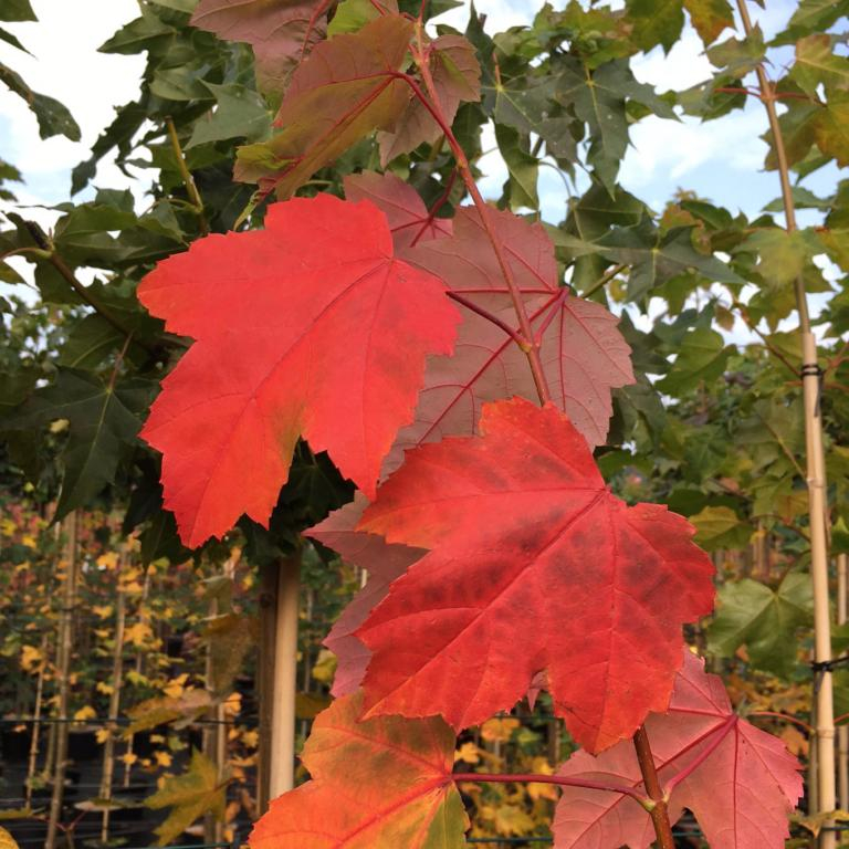 Søjleløn - Acer x freemanii ´Armstrong´ 200-250 cm