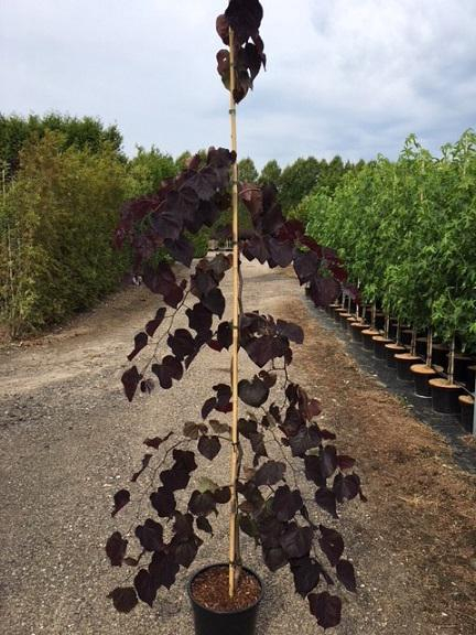 Judastræ - Cercis canadensis ´Ruby Falls´ 150-175 cm