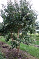 Himlens syv sønner Heptacodium miconioides i blomst