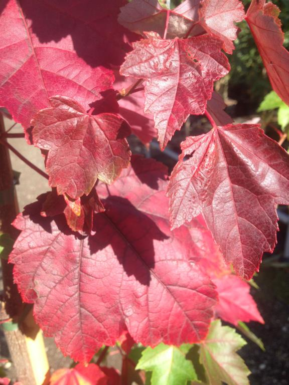 Rødløn - Acer rubrum ´Fairview Flame´ 200-250 cm