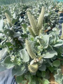 Uldpil, Salix lanata, med tykke sølvgrå uldhårede blade