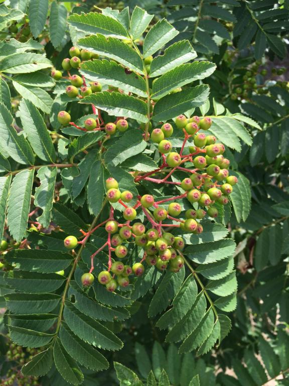 Gulfrugtet Røn - Sorbus ´Sunshine´ 175-200 cm