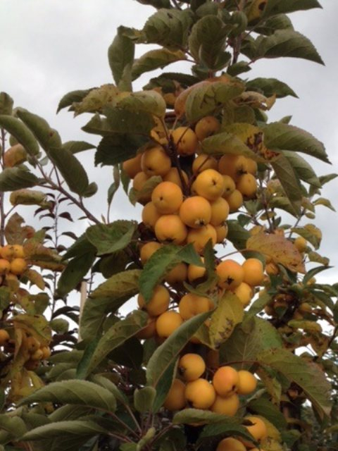 Paradisæble - Malus ´Comtesse de Paris´ 150-175 cm