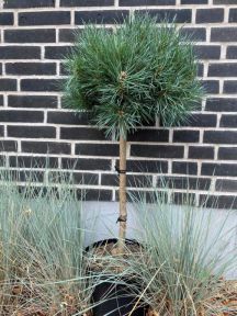 Dværgskovfyr - Pinus sylvestris 'Chantry Blue' opstammet