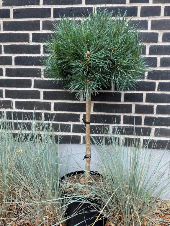 Dværgskovfyr - Pinus sylvestris ´Chantry Blue´ Opstammet 60 cm stamme