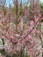 Lyngtræ, Tamarix, med lyserøde blomsterskyer