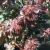 Navr - Acer campestre 'Red Shine' med røde blade i udspring