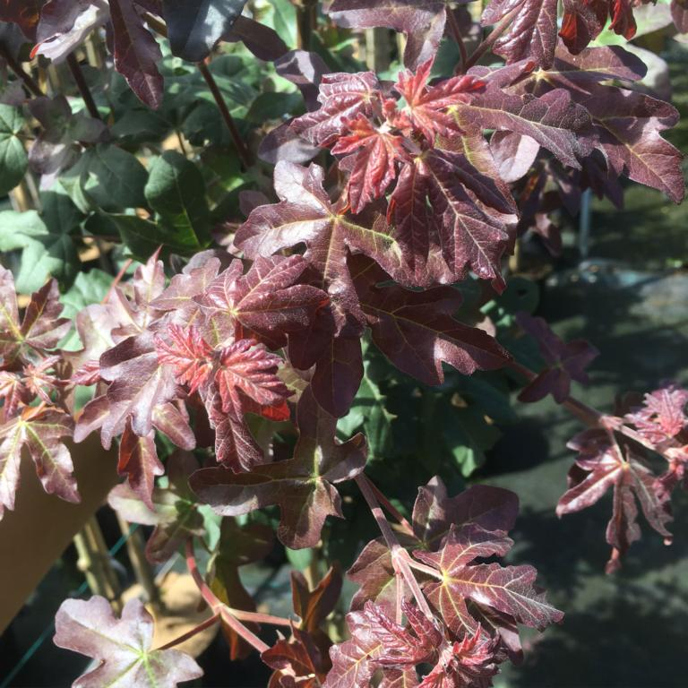 Navr - Acer campestre ´Red Shine´ 175-200 cm