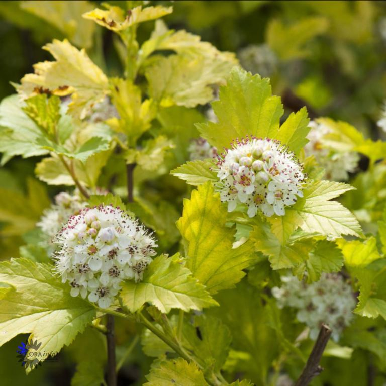 Gul Blærespiræa - Physocarpus opulifolius ´Nugget´ Opstammet 50 cm stamme