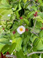 Japansk Stewartia med hvid blomst og gule støvdragere