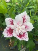 Syrisk rose 'Starburst Chiffon' med hvid blomst og magenta årer