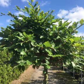Kuglebøg - Fagus sylvatica opstammet med kugleklippet krone