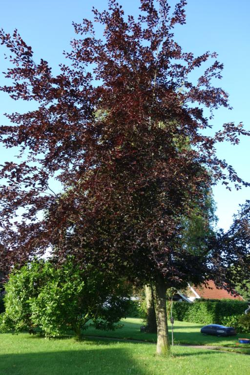 Blodbøg - Fagus sylvatica ´Riversii´ opstammet 8-10 cm stammeomkreds