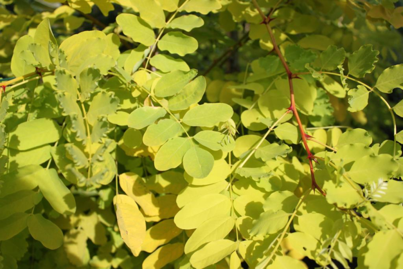 Gulbladet Akacie - Robinia pseudoacacia ´Frisia´ 175-200 cm