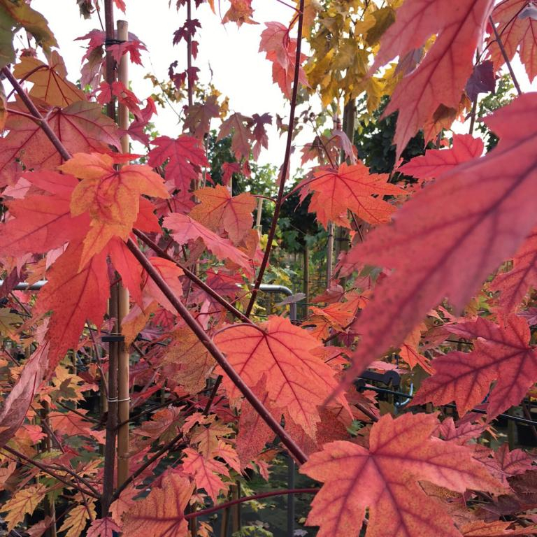Rødløn - Acer x freemanii ´Autumn Blaze´ 175-200 cm