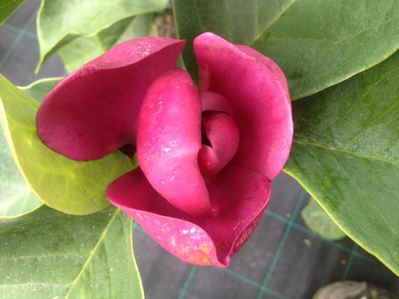 Magnolia ´Black Beauty´ 80-100 cm