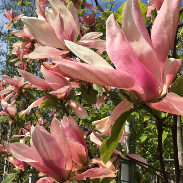 Magnolia ´Daybreak´ 100-125 cm
