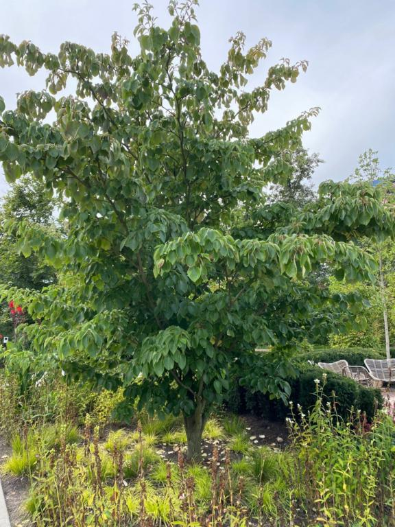 Etage Kornel - Cornus controversa ´Pagoda´ 100-125 cm