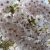Yoshino-kirsebær Prunus x yedoensis i fuld blomst