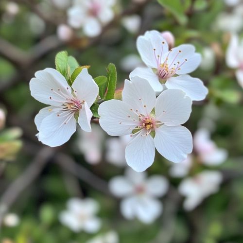 Tibetansk Kirsebær Prunus serrula med små hvide blomster