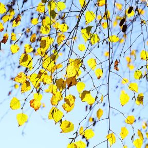Vortebirk Betula pendula med hvid stamme og hængende grene