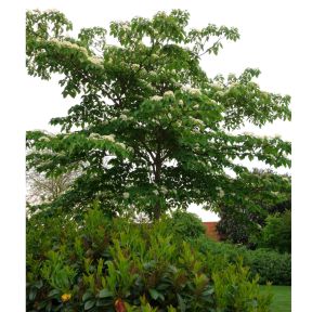 Etage Kornel Cornus controversa med vandrette grene i etager