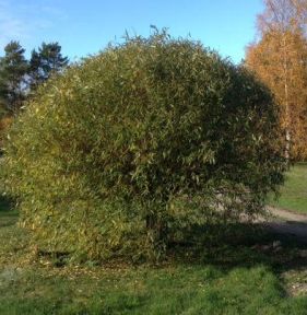 Skørpil Salix fragilis Bullata med tæt kugleformet krone