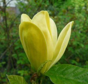 Magnolia Yellow Bird med klart gule tulipanformede blomster