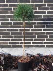 Dværgweymouthfyr Pinus strobus Blue Shag med bløde blågrønne nåle