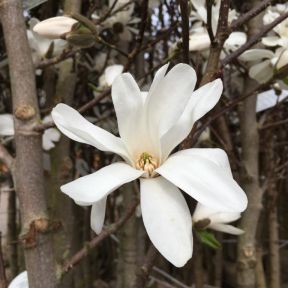 Magnolia x loebneri Merrill med hvide stjerneformede blomster