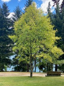 Broget tulipantræ Liriodendron tulipifera Aureomarginatum med gulrandede blade