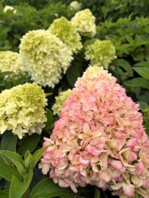Syrenhortensia Hydrangea paniculata Petite Bell med kegleformede hvide og rosa blomsterstande