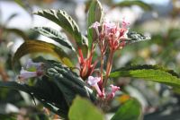 Kejserbusk, Viburnum bodnantense, med rosa duftende blomster på nøgne grene