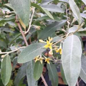 Bredbladet Sølvblad Elaeagnus commutata Zempin med sølvgrå blade og små gule blomster