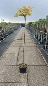 Ahorn Acer pseudoplatanus Brilliantissimum opstammet med lyst forårsløv