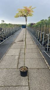 Ahorn Acer pseudoplatanus Brilliantissimum opstammet med lyst forårsløv