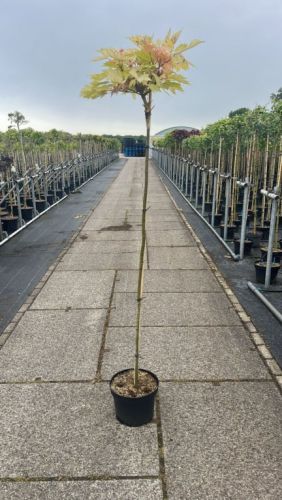 Ahorn Acer pseudoplatanus Brilliantissimum opstammet med lyst forårsløv