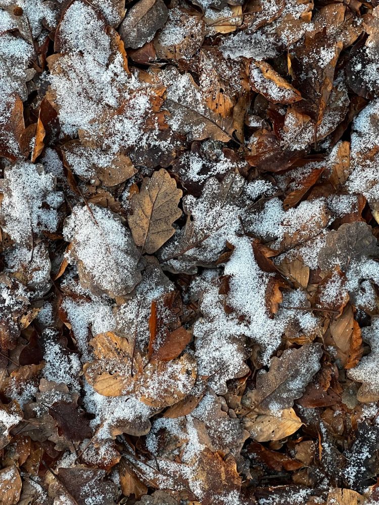 Stille havegang en grå decemberdag med rim på bede og bar jord